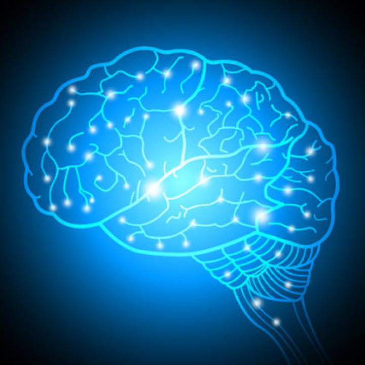 Brain